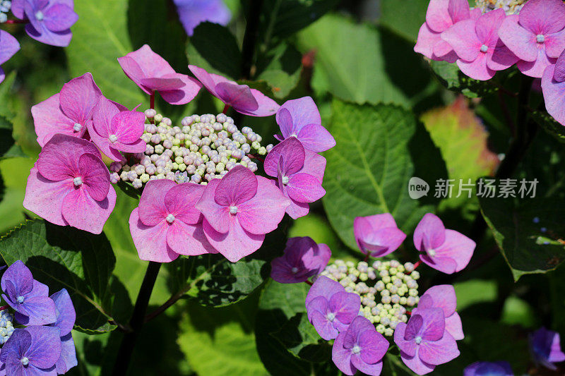 大的粉红色和蓝色的花边绣球灌木的图像，花瓣和花蕾开放，孤立的绿叶园艺背景，开花绣球生长在阳光明媚的夏季花园酸性/碱性土壤